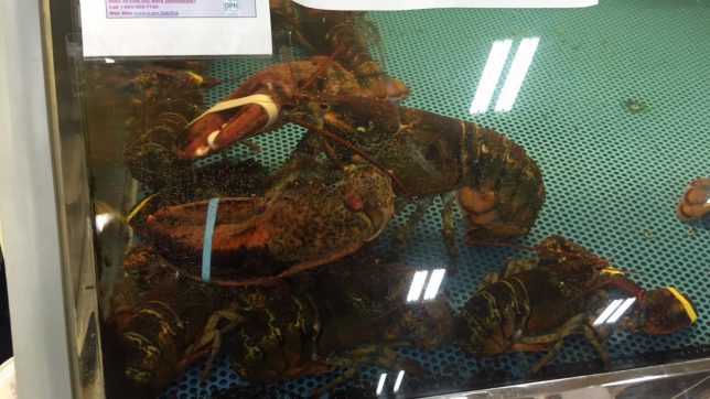 Fukashima monsta lobsta