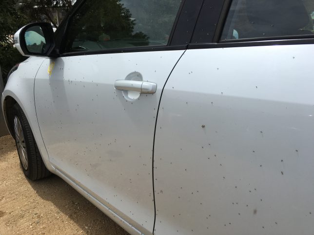 We left the car to take a picture and this is how it looked when we returned...so many bugs!