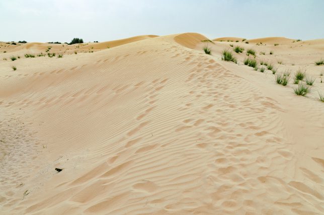 DSC_0800